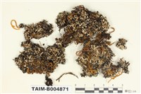 藏品(梅衣屬 )的圖片